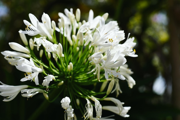 Agapanthus africanus или африканская лилия, растущая в Далате, Вьетнам.