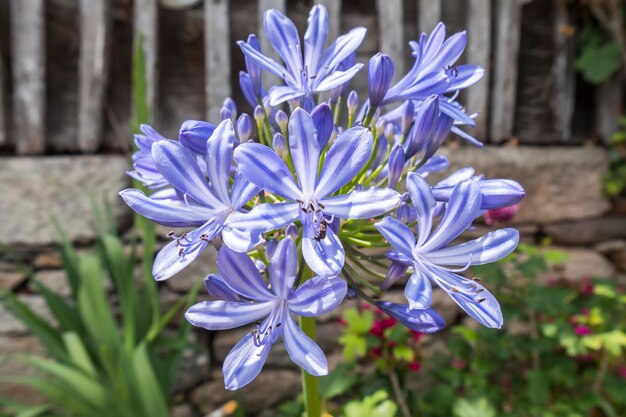 Agapanthus africanus tuberosa azul lirio africano of agapanto africano