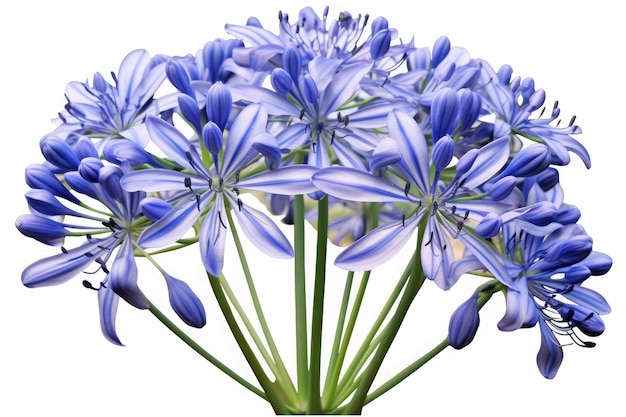 Agapanthus Bloem Tropische Tuin Natuur Op Witte Achtergrond