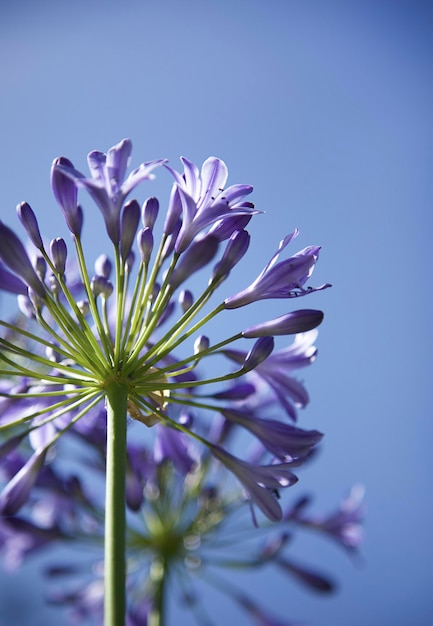 Цветок агапантуса Африканская лилия Голубая агапанта Agapanthus umbellatus концепция летней природы