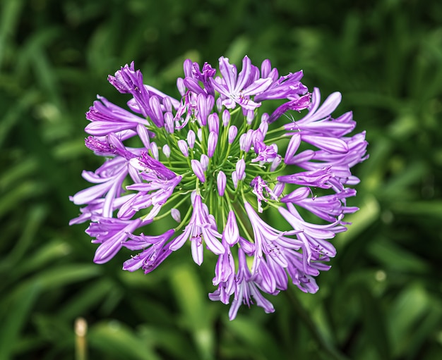 Agapanthus is een siertuin en kamerplant