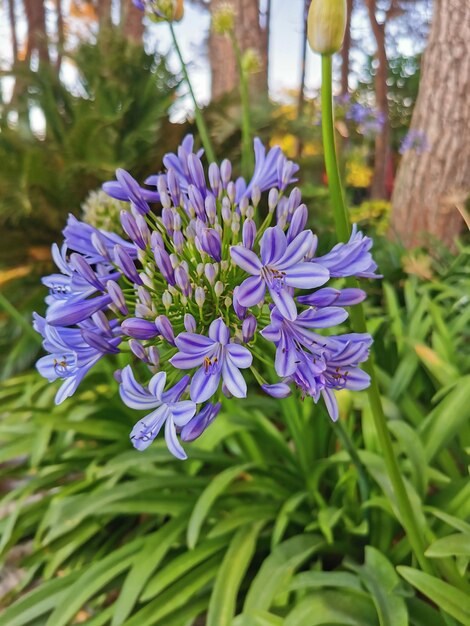 Agapanthus 또는 나일의 백합