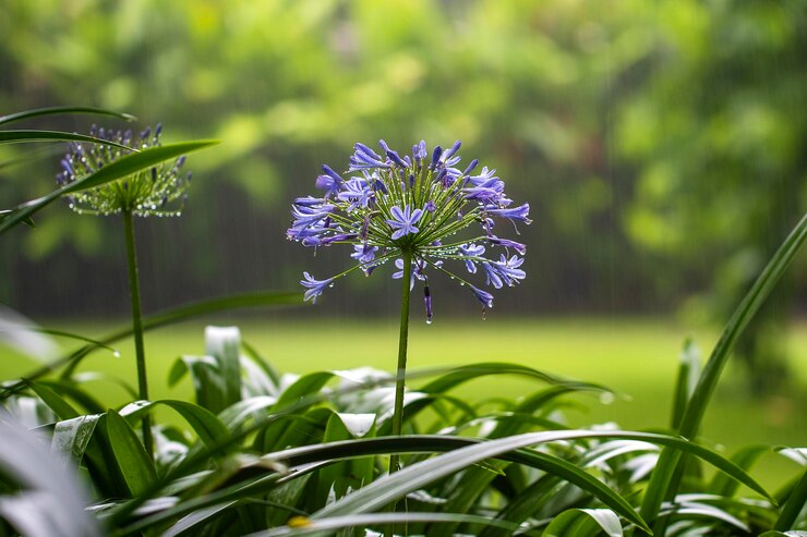 アガパンサス・プラエコックスの青いユリの花は熱帯の雨の間、アフリカのユリやナイルのユリをクローズアップし、ヒガンバナ科タンザニアアフリカで人気のある園芸植物です