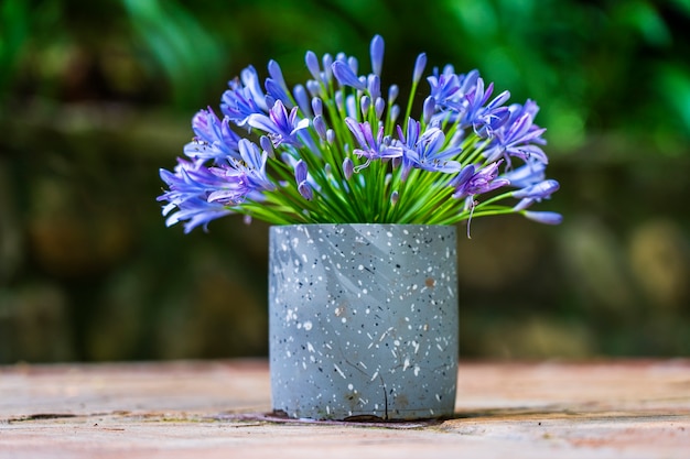 Agapanthus praecox、テーブルの上の花瓶に青いユリの花