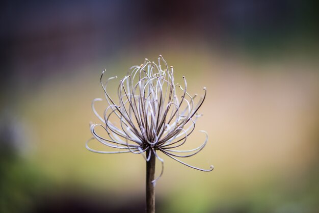 Foto stami di agapanthus