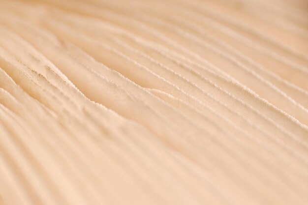 Photo agaric mushroom gills under cap macro close up photo depth of field photography