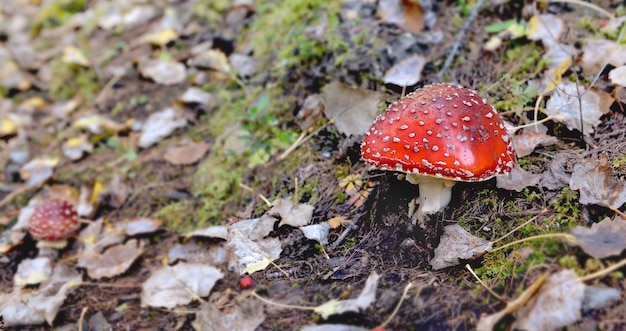 Agaric paddestoel op de grond onder blad in forest