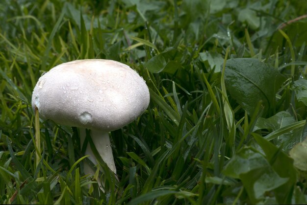 アガリカス・アーヴェンシス (Agaricus arvensis) は白い真菌で庭に植えられておりテキストにスペースがあります