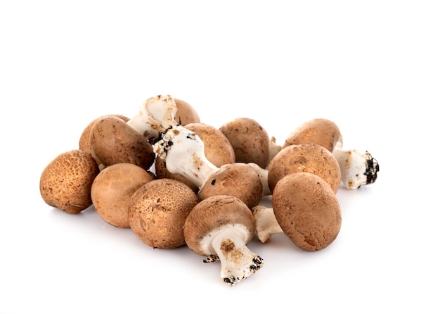 Agaricus bisporus voor witte achtergrond