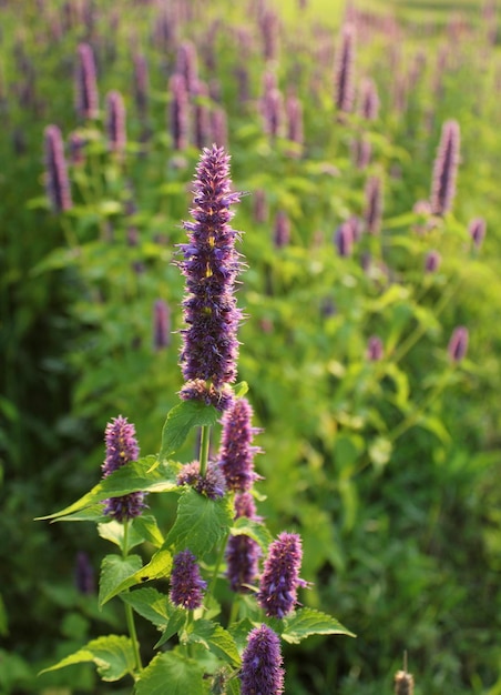 Agastache Blue Fortune or Giant Hysso flowers