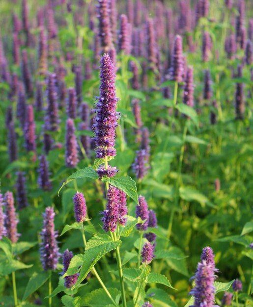 Agastache Blue Fortune or Giant Hysso flowers