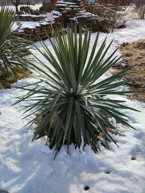 冬の公園の雪の中のアガベアメリカーナ植物