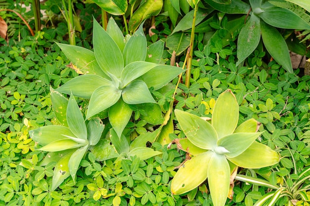 Agave attenuata is a species of flowering plant in the family Asparagaceae