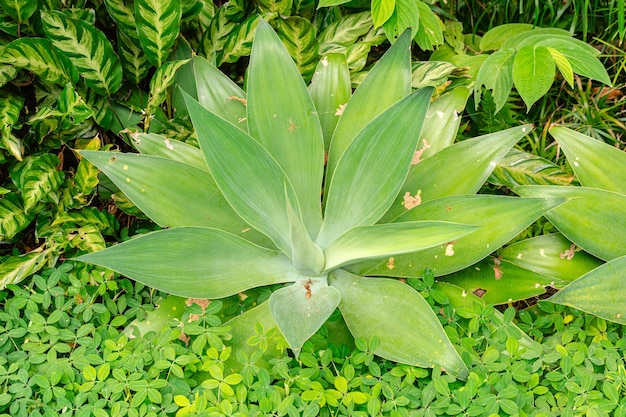 Agave attenuata is a species of flowering plant in the family Asparagaceae