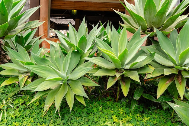 Agave attenuata is a species of flowering plant in the family Asparagaceae