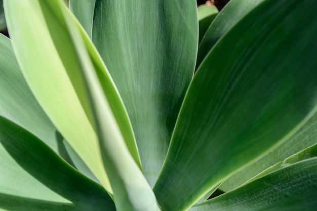 Agave blad textuur achtergrond