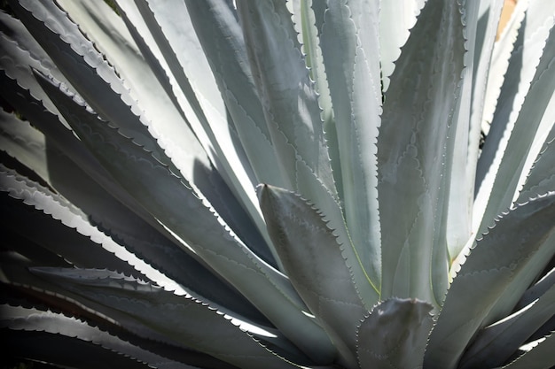 Agave cactus achtergrond cactussen ontwerp of cactaceae patroon