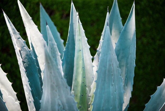 Photo agave cactus backdround cacti or cactaceae pattern