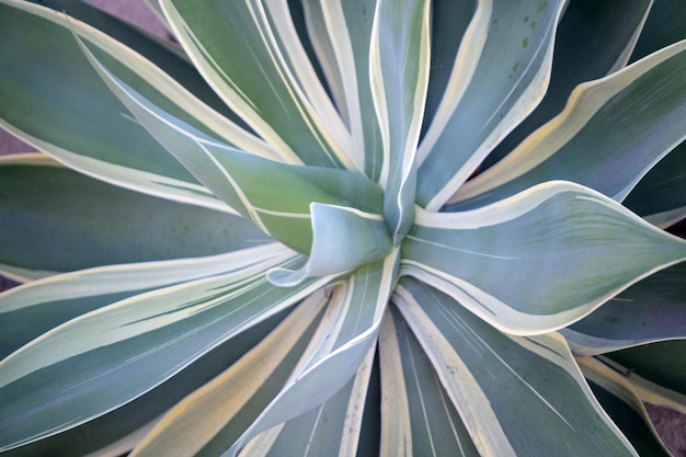 Agave. Cactus backdround, cacti design or cactaceae pattern.