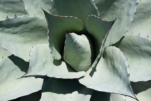 Agave cactus Close up cactus in desert cacti or cactaceae pattern