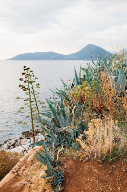 Agave on a cliff with water and a view of the mountains and the sky