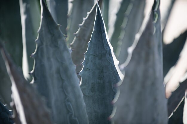 Agave close up Cactus backdround cacti design or cactaceae pattern