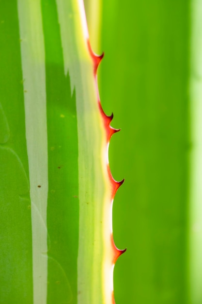 Agave desmettiana variegata 또는 부드러운 용설란은 아름다운 관상용 식물입니다