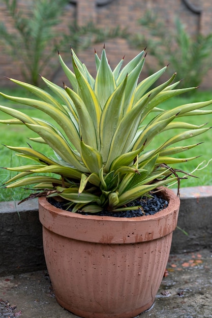 Agave desmettiana variegated in a cement pot