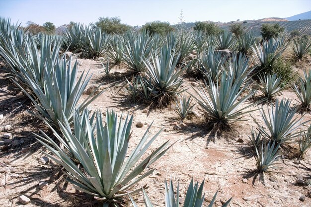 Agave field for tequila production jalisco mexico