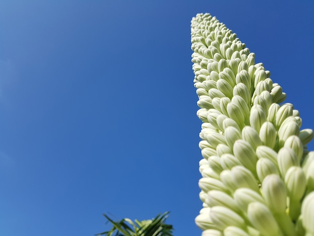 Foto bocciolo di fiori di agave