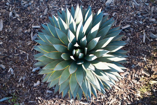 Agave green Cactus backdround cacti design or cactaceae pattern