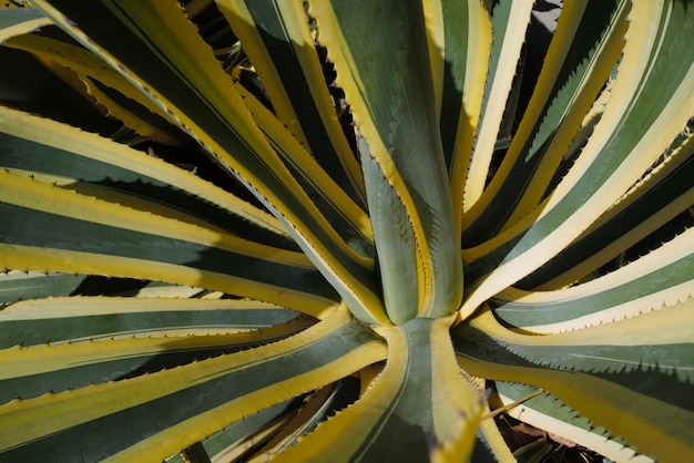 Agave green cactus backdround cacti design or cactaceae pattern