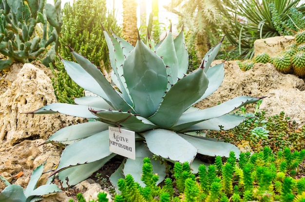 Agave groeit in de woestijn tussen het zand en de stenen.