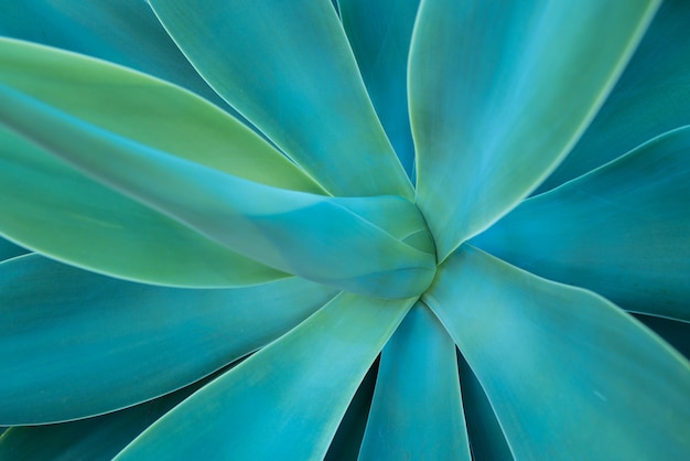 Agave groen cactus backdround cactussen ontwerp of cactaceae patroon