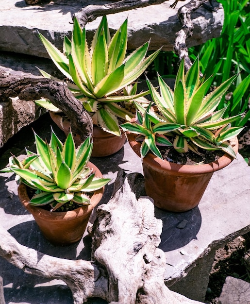 Agave ingegoten in terracotta potten op achtertuin in een zonnige dag Tuinbouw tropische planten concept