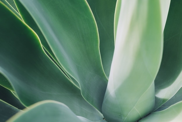 Agave leaf texture background