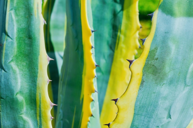 Agave leaves closeups selective focus natural background or wallpaper idea Natural landscape the idea of plant cultivation in city parks