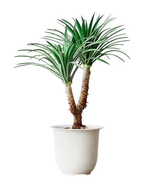 agave palm tree png sticker transparent background