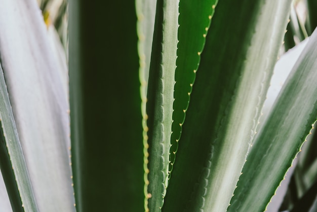 Agave parryi close-up