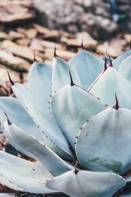 Agave parryi closeup