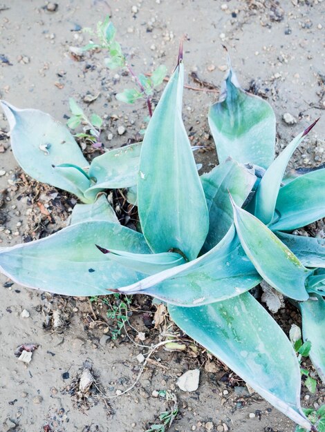 Agave plant Agave plant tropical drought tolerance