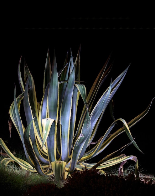 Photo agave plant illuminated by a torch black background