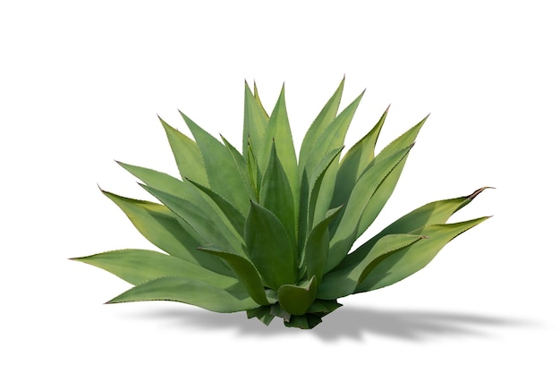 Agave plant isolated on a white background with shadows