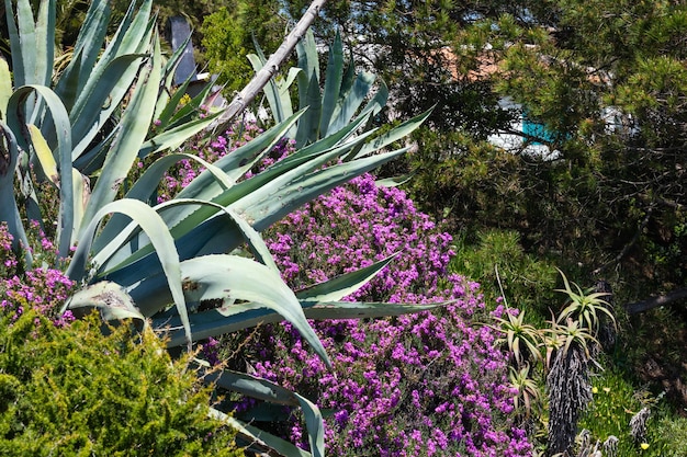 Agave plant and purple flowers near house.