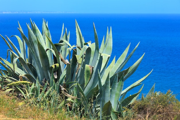 夏の海岸のリュウゼツラン植物。