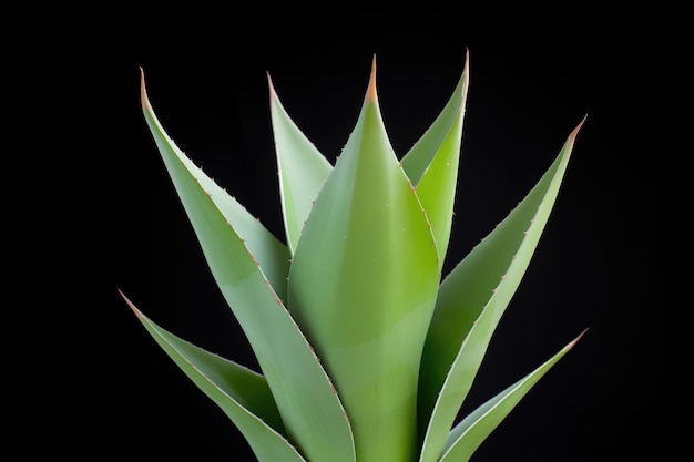 Photo agave plant with distinct sharp leaf tips