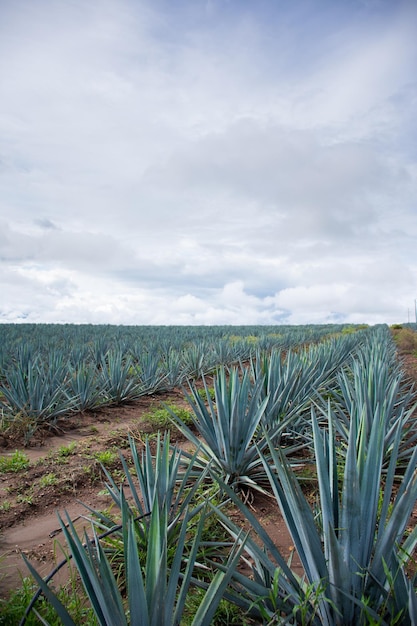 Agave plantation for tequila production in Jalisco mexico