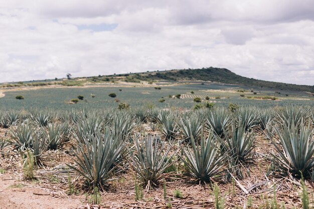 Photo agave plants on an agricultural field in jalisco mexico
