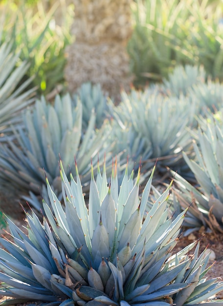 Agave plants palms and succulents in the tropical garden