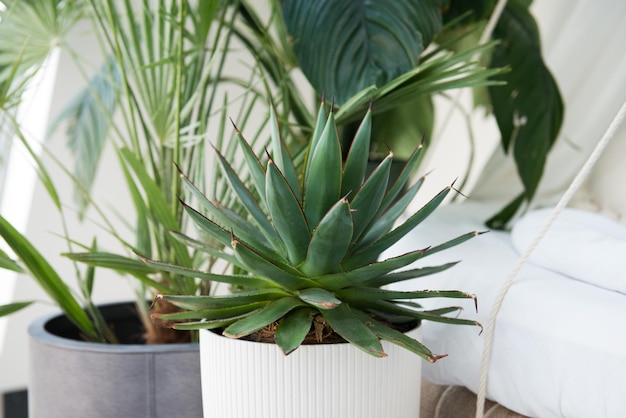 Agave in vaso, decorazioni per la casa.